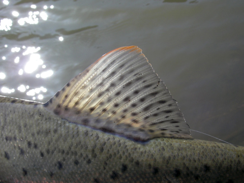 d0051707_212197.jpg