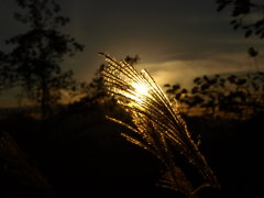d0035823_903145.jpg