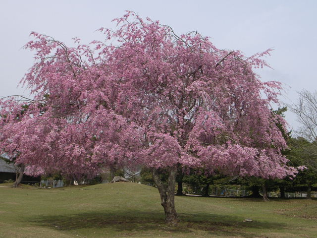 d0105133_2122829.jpg