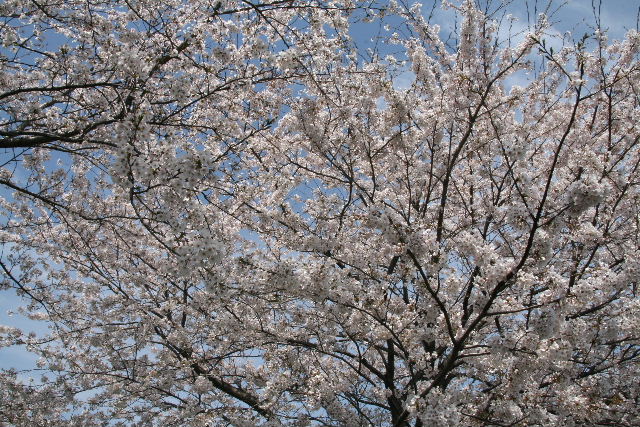 e0064133_048097.jpg