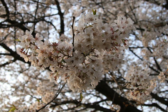 e0064133_161521.jpg