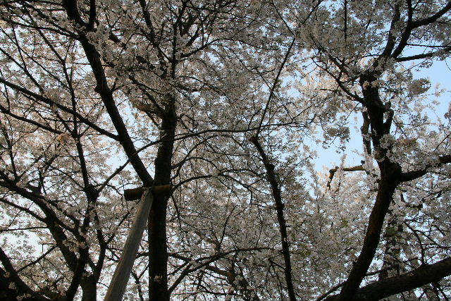 e0064133_16332.jpg