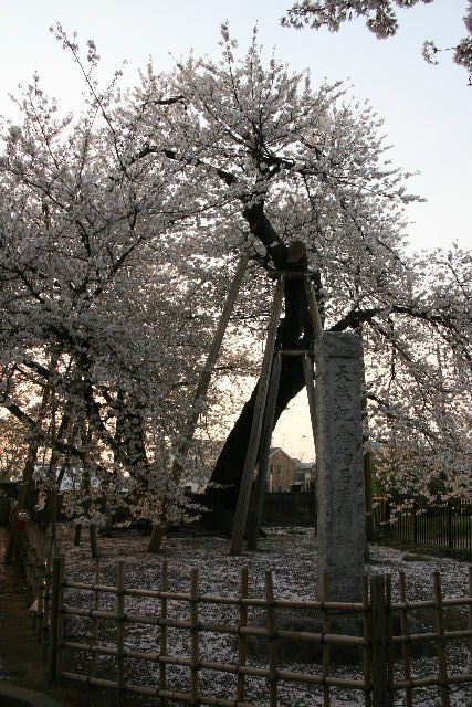 e0064133_164171.jpg