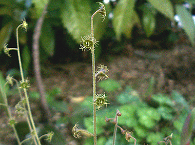 a0101536_1812392.jpg
