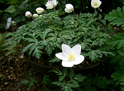 a0101536_183788.jpg