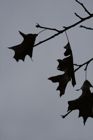 f0032653_11165515.jpg