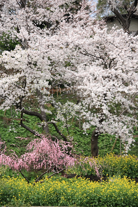 a0058669_23344980.jpg