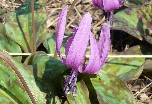 e0054299_11045.jpg