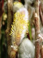 d0018704_21284117.jpg