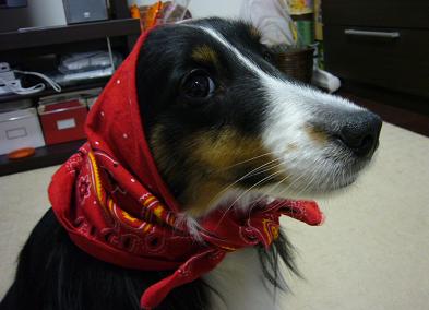 e0130008_2047628.jpg