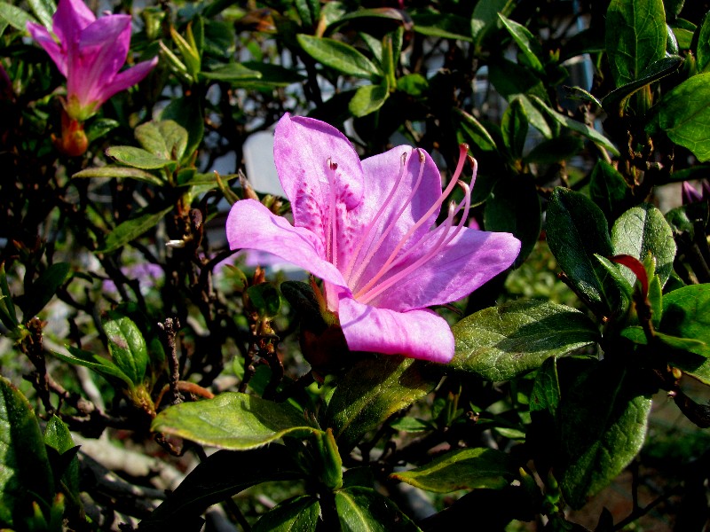 a0004023_12564853.jpg