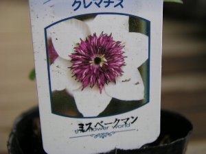 b0031925_1624591.jpg