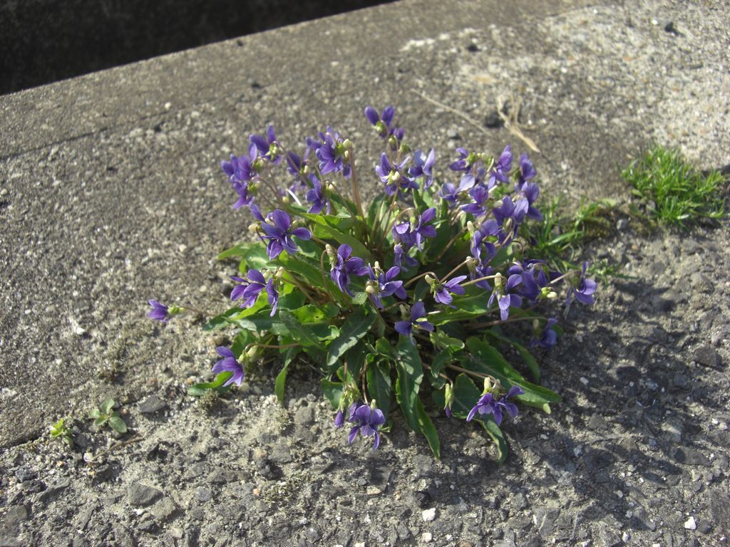 e0142430_21444871.jpg