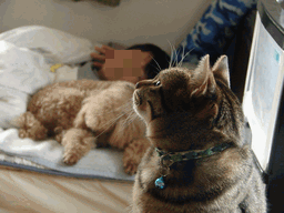 c0136736_20124042.gif
