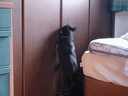 c0136736_20125996.gif