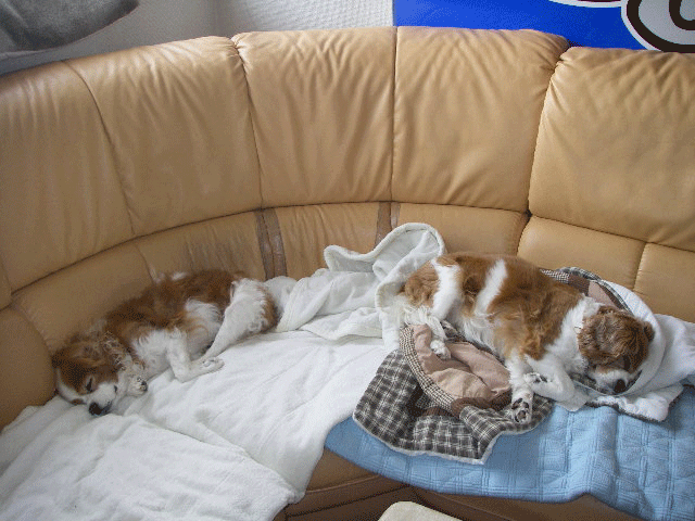 c0136838_049856.gif