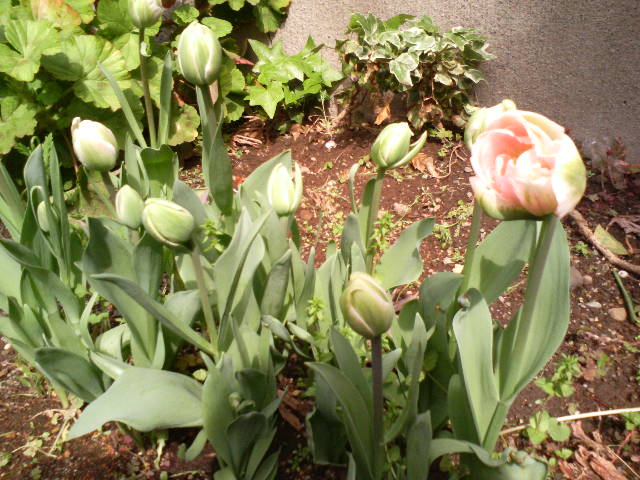 f0127441_2082372.jpg