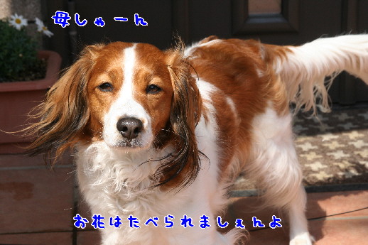 d0013149_891090.jpg