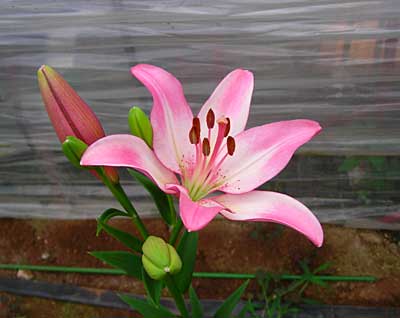 e0097770_18165047.jpg