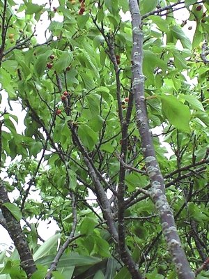c0139375_1421432.jpg