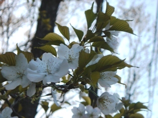 c0135480_017845.jpg