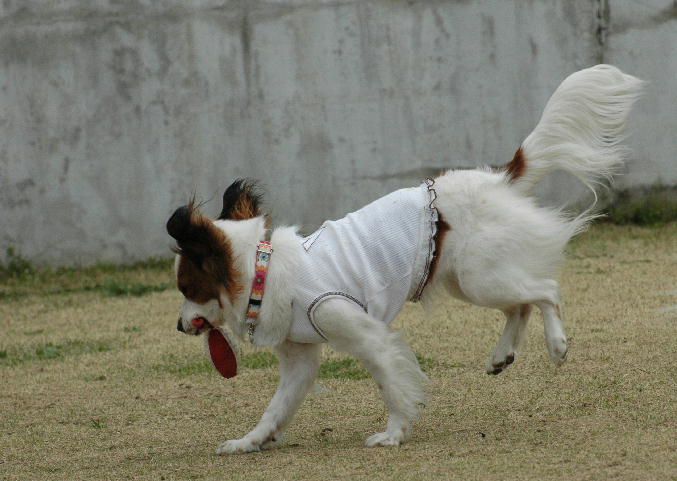 c0075585_1145464.jpg