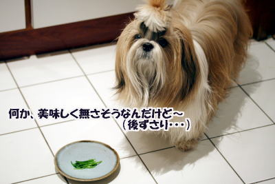 c0090198_436518.jpg