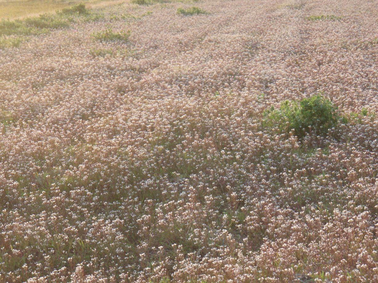 d0051106_2364935.jpg