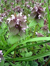 e0016836_1217082.jpg