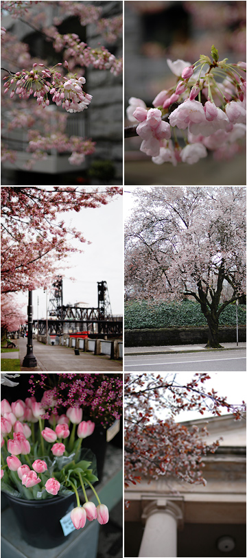 What to Know About the Cherry Blossom Season in Japan - AFAR