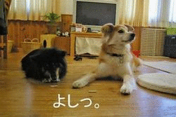 e0019550_23222611.gif