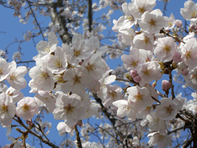 c0149475_1233596.gif