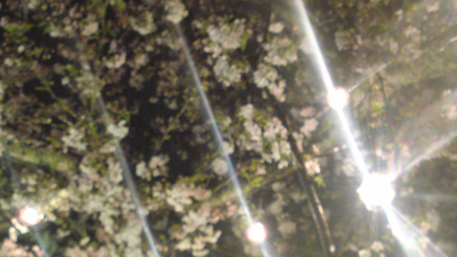 e0115881_10153313.jpg