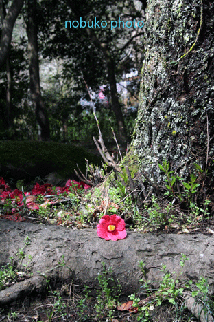 c0100195_2126329.gif