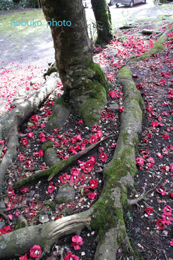 c0100195_2127266.gif