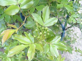 e0098908_21181350.jpg