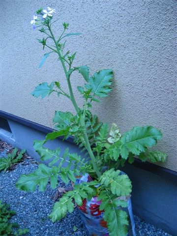 f0130913_20115659.jpg