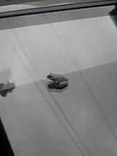 c0046316_8121239.jpg
