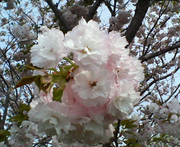 f0036223_1739412.jpg