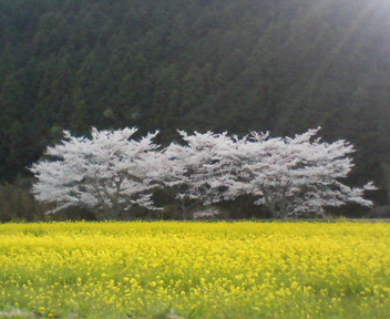 f0036223_722785.jpg