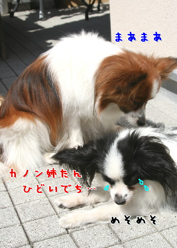 d0013149_91075.jpg