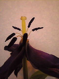 c0069552_21525948.jpg