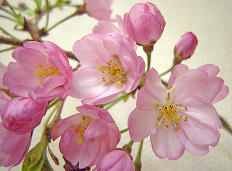a0001354_22143526.jpg