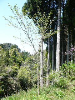 c0017259_1730378.jpg