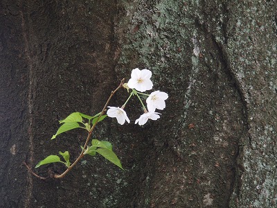 c0105785_20114247.jpg