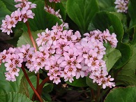 c0105785_20125616.jpg