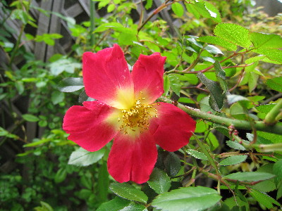 c0132387_0354420.jpg