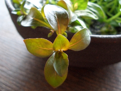 c0074591_20343474.jpg