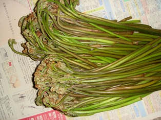e0111793_1285360.jpg