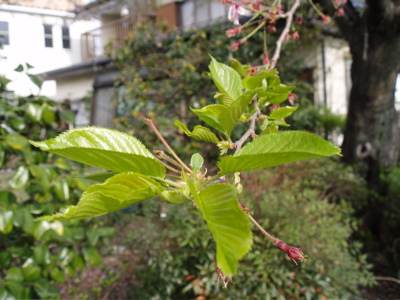 f0130894_21302590.jpg